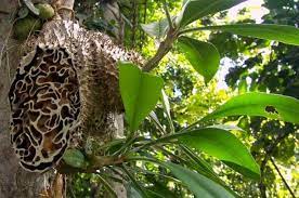 Sarang Semut, Tumbuhan dari Hutan Papua yang Kaya Manfaat